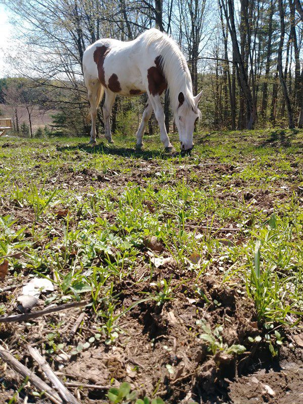Pet Star 135.jpg